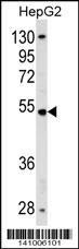 ZNF134 Antibody
