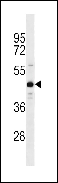 ZNF883 Antibody
