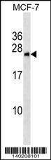 BNIP1 Antibody