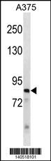 ZNF148 Antibody