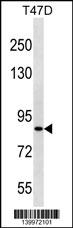 ZNF43 Antibody