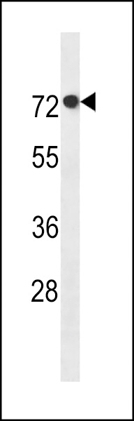 AGAP11 Antibody