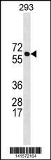 BRAP Antibody