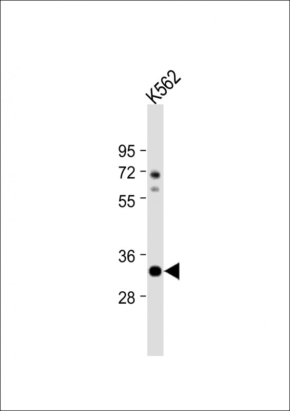 ATP1B2 Antibody