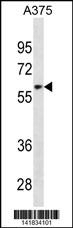 ZNF394 Antibody
