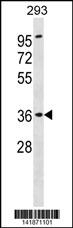 ATP6AP2 Antibody