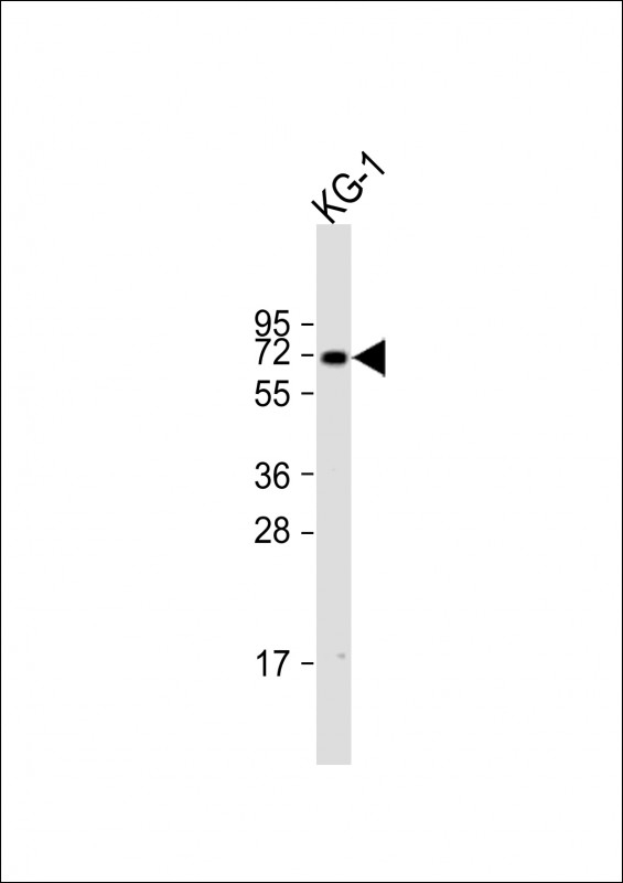 ZNF93 Antibody