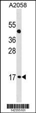 ATOH7 Antibody