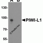 Western blot analysis of PIWI-L1 in HepG2 cell lysate with PIWI-L1 antibody at 1 μg/mL in (A) the absence and (B) the presence of blocking peptide.