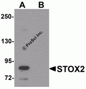 STOX2 Peptide