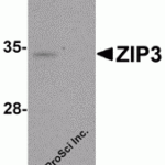 Western blot analysis of ZIP3 in mouse lung tissue lysate with ZIP3 antibody at 1 μg/mL in (A) the absence and (B) the presence of blocking peptide.