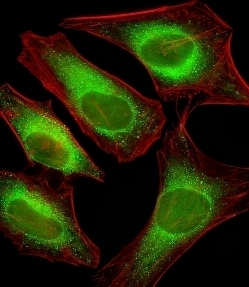 USP51 Antibody