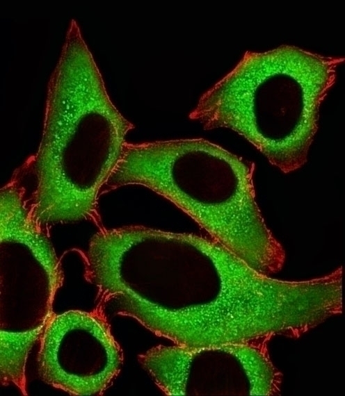 ALDH1A1 Antibody