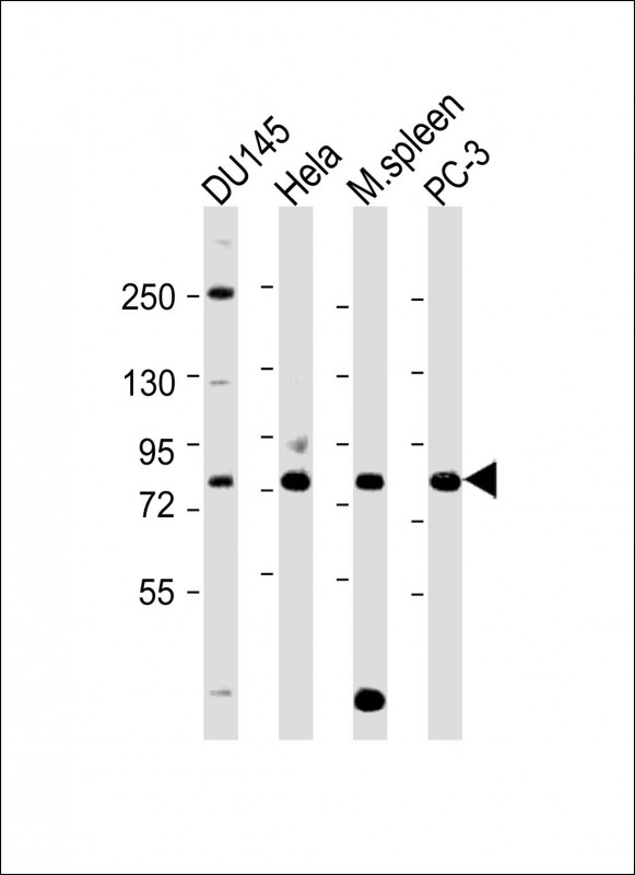 SYVN1 Antibody