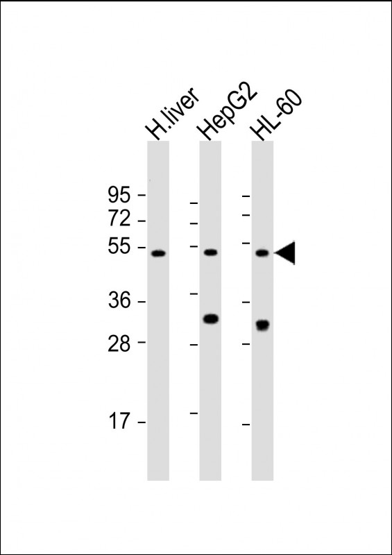 BAAT Antibody