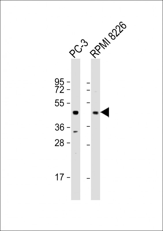 ACP6 Antibody
