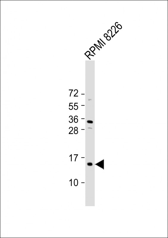 ZNRD1 Antibody
