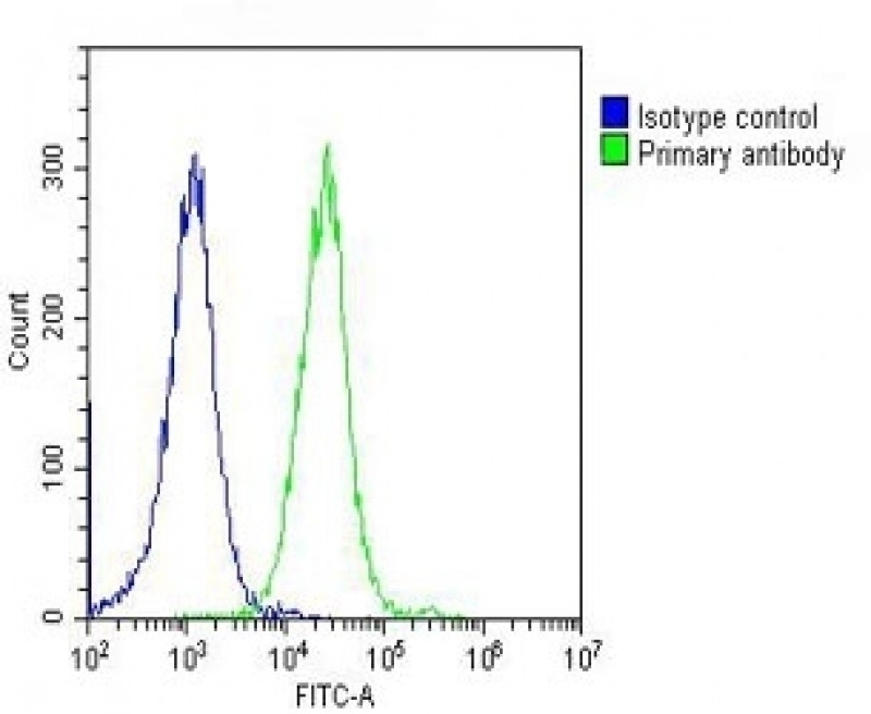 alpha Tubulin Antibody