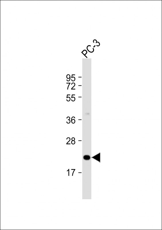 APOBEC3C Antibody