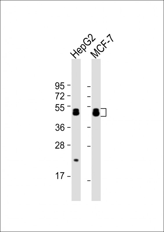 ARFGAP1 Antibody