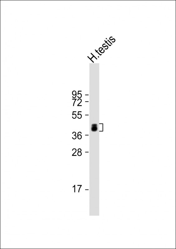 ART3 Antibody