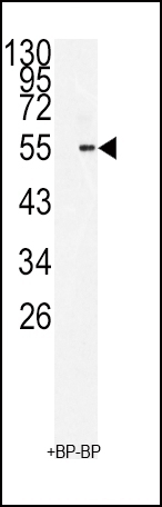 BMI1 Antibody