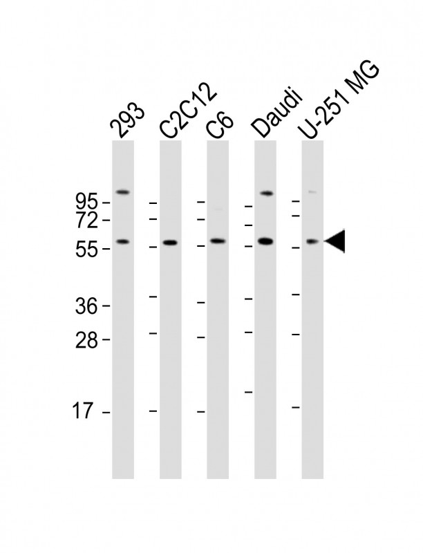 YY1 Antibody