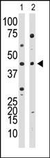 YY1 Antibody
