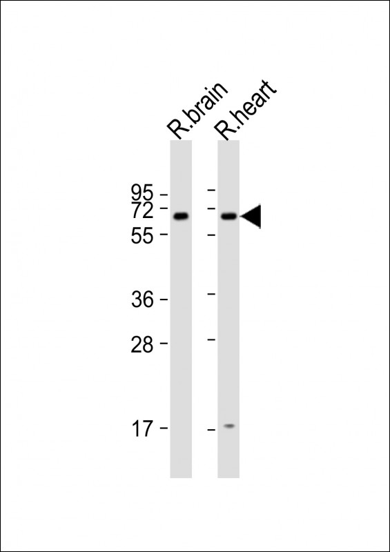 Arhgef9 Antibody