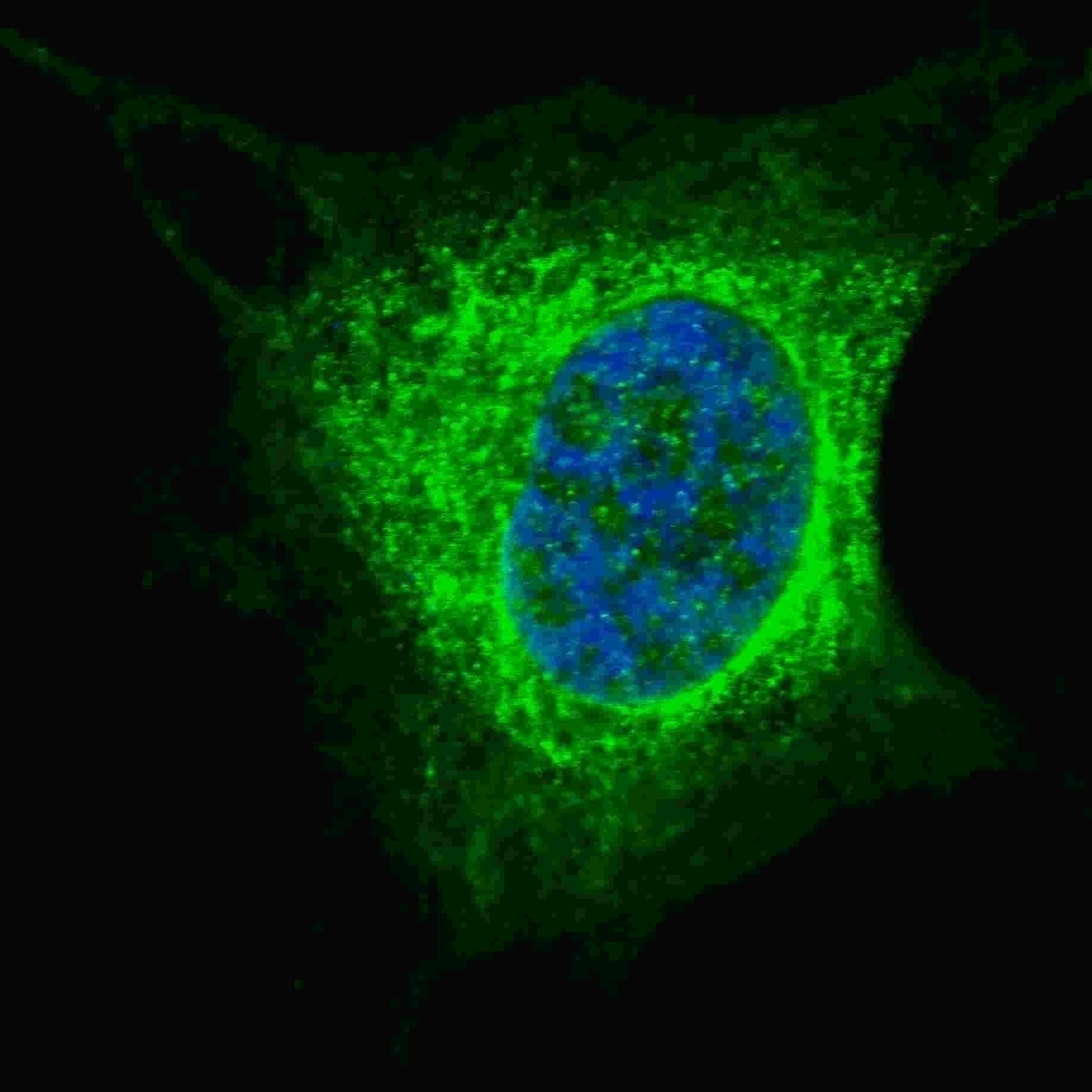 Vimentin Antibody