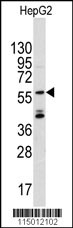 ANGEL2 Antibody
