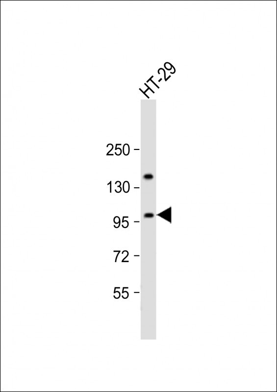 ATXN1 Antibody