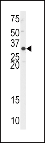 APEX1 Antibody