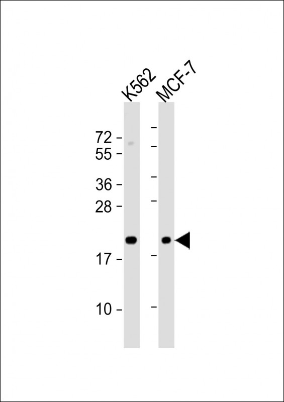 APRT Antibody