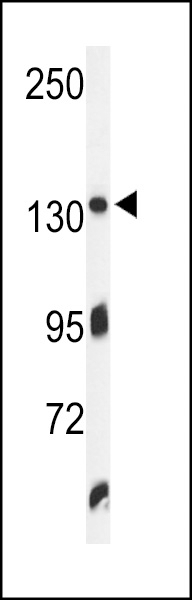 ZO1 Antibody