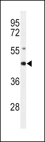 AGER Antibody