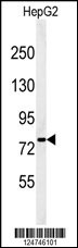 YMEL1 Antibody
