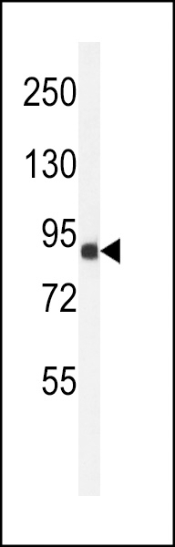 ANR49 Antibody