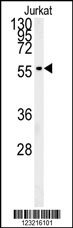ADFP Antibody
