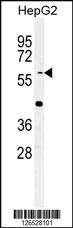 YLAT2 Antibody