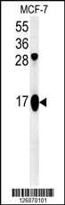ATP5J2 Antibody