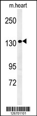 ANKRD32 Antibody