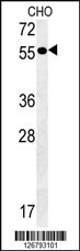 AMY2A Antibody