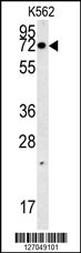 AAA1 Antibody