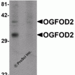 Western blot analysis of OGFOD2 in 293 cell lysate with OGFOD2 antibody at 1 μg/mL in (A) the absence and (B) the presence of blocking peptide.