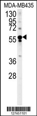 ARHGEF3 Antibody