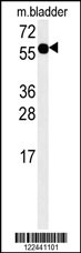ADSSL1 Antibody