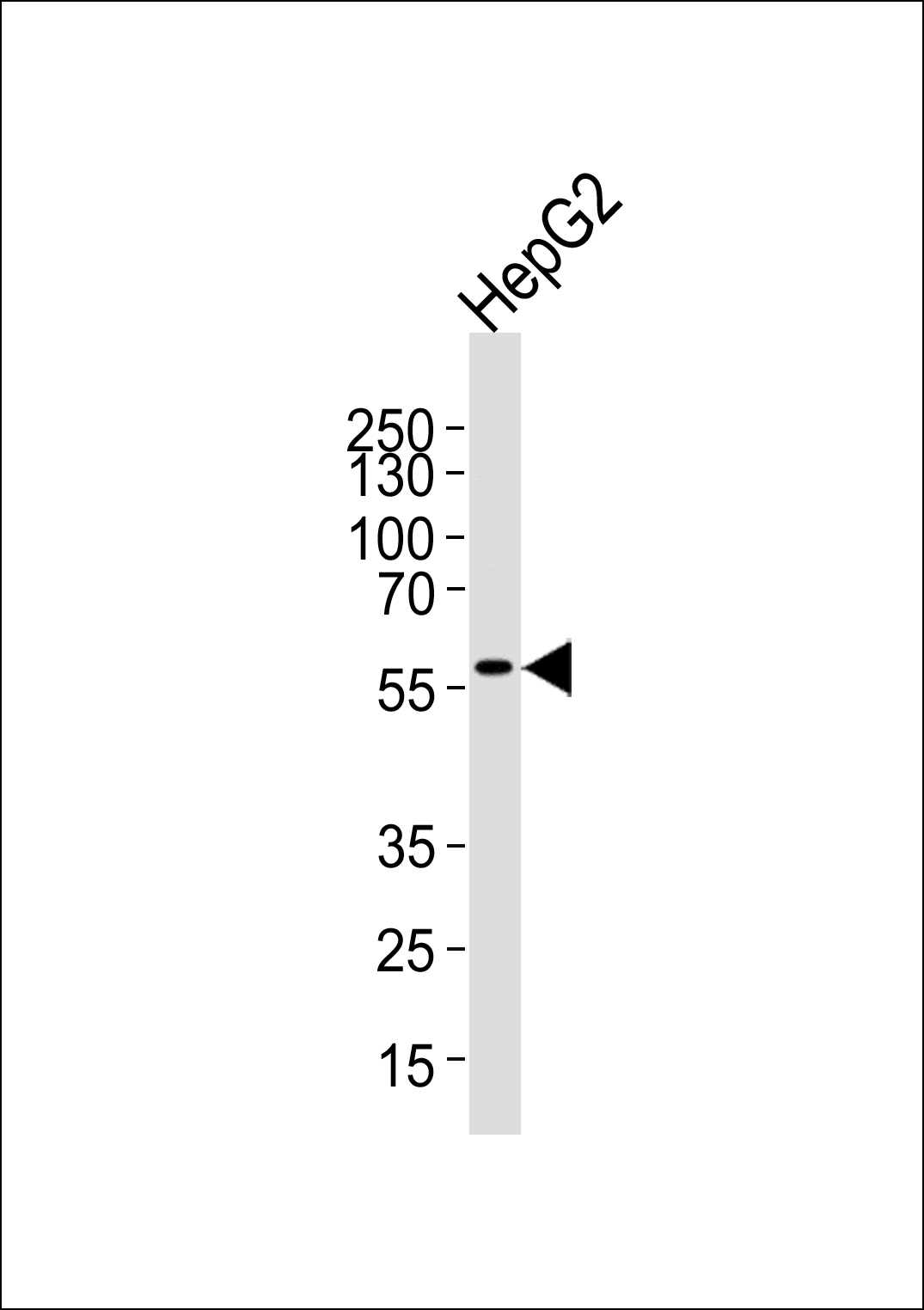 AF9 Antibody