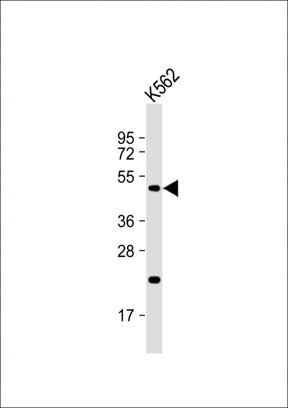 ATF4 Antibody