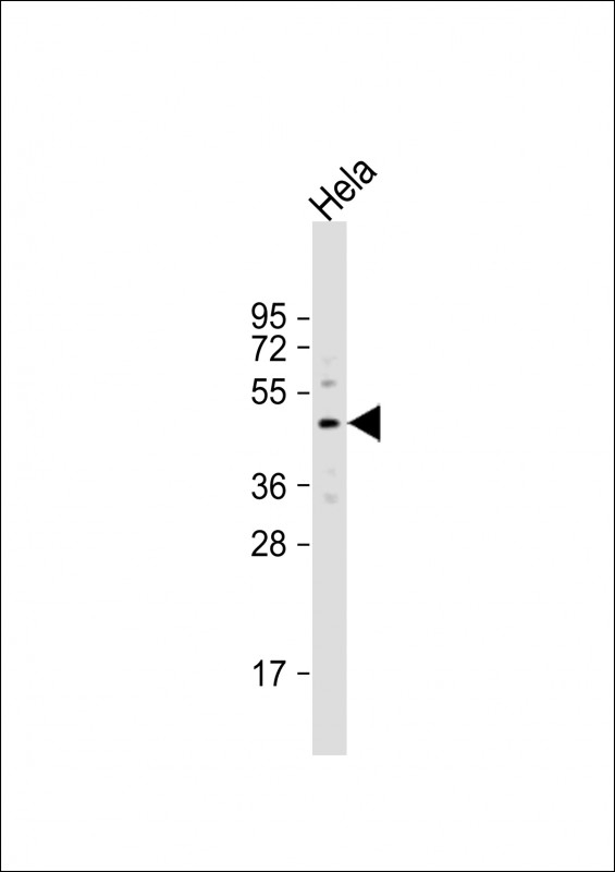 YB1 Antibody